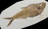 Detailed, Diplomystus Fossil Fish - Wyoming #63983-1